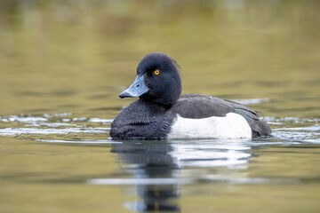 Tufted duck, Aythya fuligula, swimming