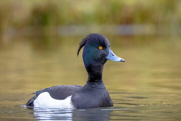 Tufted duck, Aythya fuligula, swimming