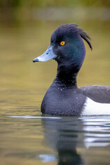 Tufted duck, Aythya fuligula, swimming