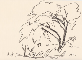 Willow near road