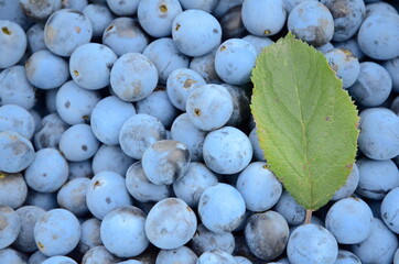 Background from harvested ripe blackthorn berries and leaf from above.
