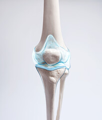 Knee cartilage bone and muscles pain, human leg anatomy illustration