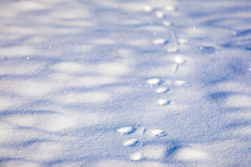 Animal footprints in snow, cold winter hunting concept