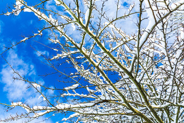 Branches covered with snow against a blue sky with some clouds from a looking up perspective,