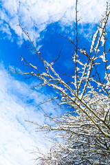 Branches covered with snow against a blue sky with some clouds from a looking up perspective,