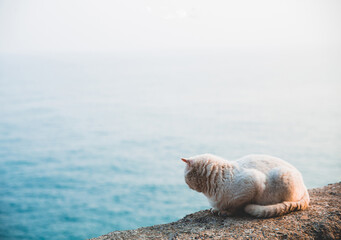 Fluffy light ginger cat sitting on a cliff overlooking the ocean. High quality photo