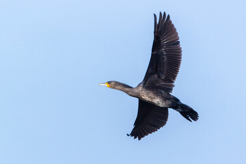 Great Black Cormorant, Phalacrocorax carbo, in flight
