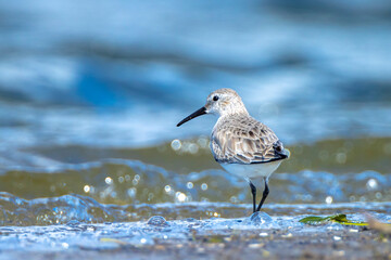 Closeup of a dunlin, Calidris alpina, foraging