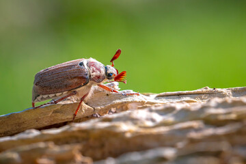 Forest cockchafer, melolontha hippocastani, foraginging on a wooden tree log