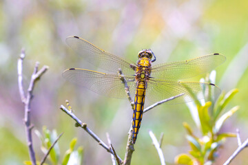 Female Black-tailed skimmer, Orthetrum cancellatum, closeup