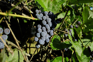 Grapes in vineyard, Isabella wine grapes