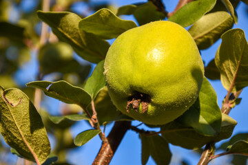Ripe yellow fresh quinces on a branch. Quince orchard. Organic quince farm.