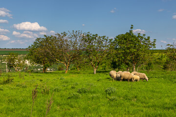 Goat in the pasture. Old Orgy, Republic of Moldova.