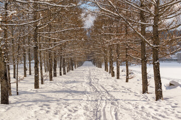 A path on white snow. Larch alley.