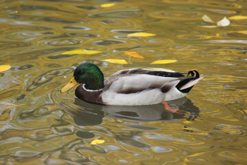 Mallard Duck swimming in a pond - Autumn/Fall
