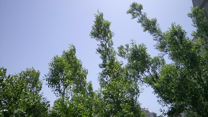 Trees against sky