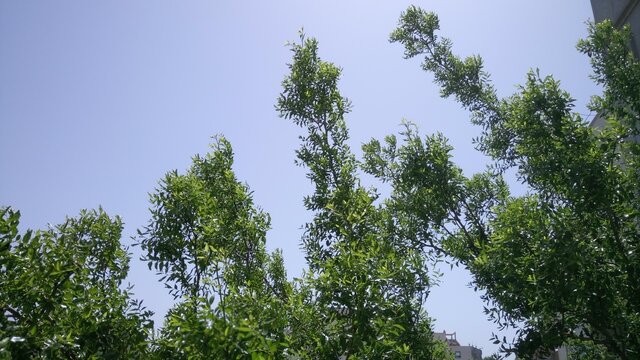 Trees against sky