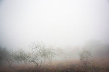 Fototapeta na wymiar Natural landscape with fog