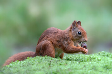 Eurasian red squirrel (Sciurus vulgaris) eating a nut in the forest of Noord Brabant in the Netherlands.                                         