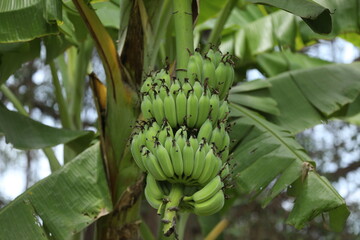 Infructescence of banana