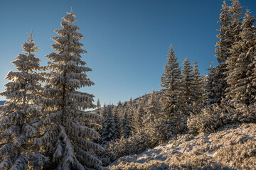 Cold winter morning in wild mountains, Western Tatra National Park, Poland. December morning on the hill. Selective focus on the trees, blurred background.