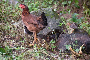 A hen with the chicks