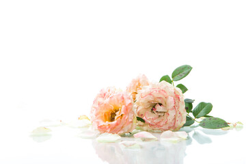 bouquet of beautiful roses isolated on white