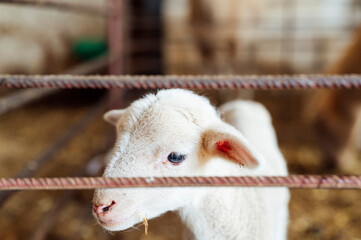 Cute little lamb staring intently at the camera in a stable full of straw, portrait.