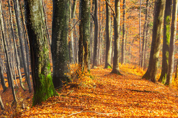 Obraz premium Sunny autumn forest.