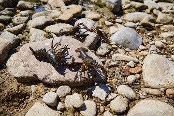 crayfish pest in the rivers of Europe