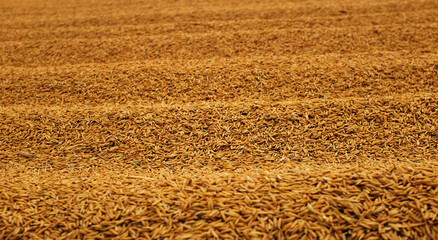 Pile of paddy rice and rice seed on the floor. 