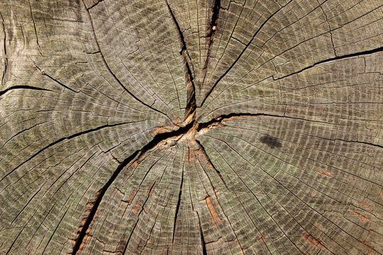 Close up of sawed tree