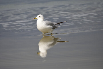  ring billed gull and reflection 