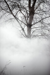 Fog or smoke. tree without leaves. Winter tree in the field. Cold season.