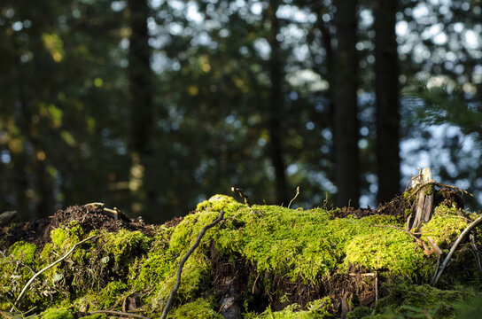 moss with trees background, parc r&eacute;gional seigneurie de la matap&eacute;dia, qu&eacute;bec, canada