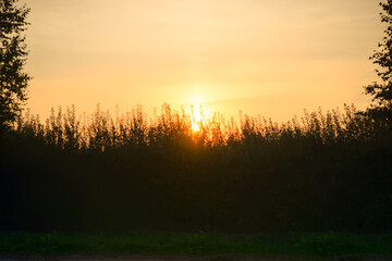 Sunset orange sun on a background of trees