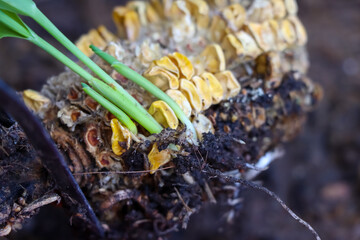 Corn grows in nature