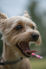 Funny purebred beautiful Yorkshire terrier for a walk in the park on a leash.