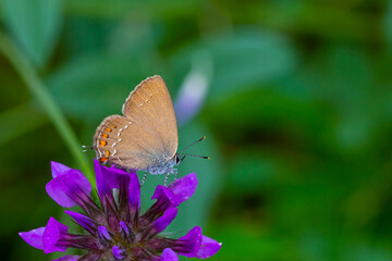 Fototapeta premium brown tiny butterfly on purple flower, Satyrium ilicis