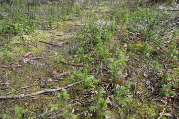 moss close-up
