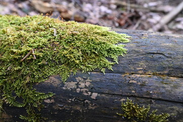 moss on the trunk of a lying tree