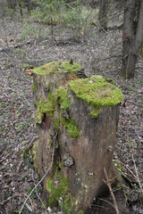 moss on a tree stump