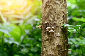 Closeup of White Groups Mushrooms growing on the tree in the forest at Thailand.