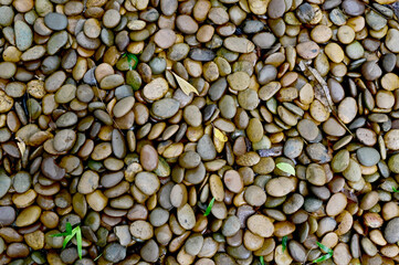 Many stones on the floor in the garden for design and decoration.