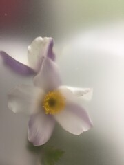 Abstract flower in soft filter, original floral composition 