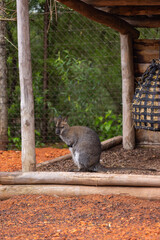 Amazing young wallaby playing in the Australian outback and looking for food. Super cute little kangaroo is jumping around in the savanna sand.