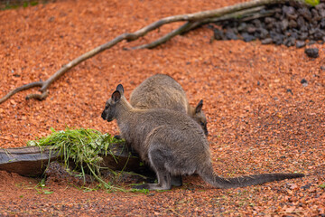 Amazing young wallaby playing in the Australian outback and looking for food. Super cute little...