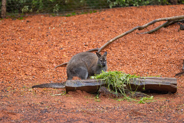 Amazing young wallaby playing in the Australian outback and looking for food. Super cute little kangaroo is jumping around in the savanna sand.