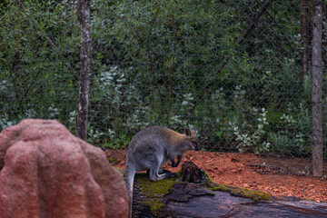 Amazing young wallaby playing in the Australian outback and looking for food. Super cute little kangaroo is jumping around in the savanna sand.