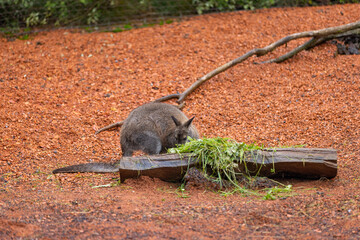 Amazing young wallaby playing in the Australian outback and looking for food. Super cute little...